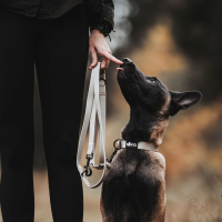 Führleine WOOFLEX® Classic verstellbar Desert Sand