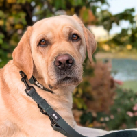 Führleine WOOFLEX® Classic verstellbar Hunting...