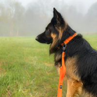 Führleine WOOFLEX® Tactical verstellbar Sunset...