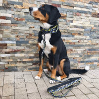 Nylon Führleine Pro Yellow Camo