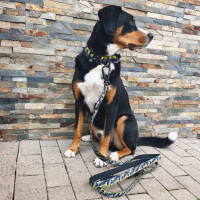 Nylon Führleine Pro Yellow Camo