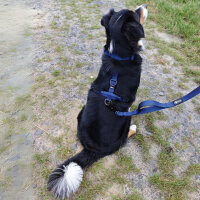 taktische Nylon Führleine Midnight Blue