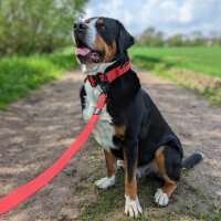 taktische Nylon Führleine Rosso Red