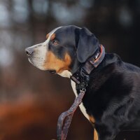 taktische Nylon Führleine Signal Camo