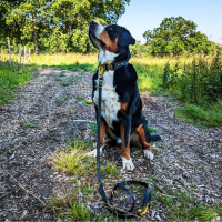 Biothane Tactical Führleine verstellbar