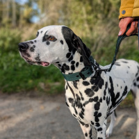 Nylon Classic Führleine Dark Green