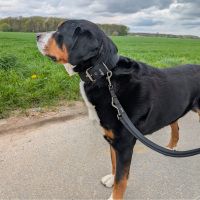 Nylon Classic Führleine Deep Black