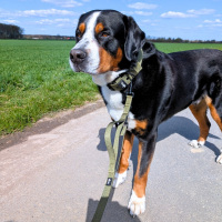 Nylon Classic Führleine Military Olive