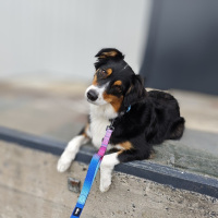 Nylon Classic Führleine Pink Blue Sky