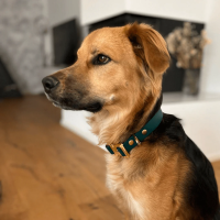 Biothane Tactical Halsband