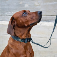 Halsband WOOFLEX® Tactical verstellbar Woodland Camo