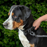 taktisches Nylon Halsband Deep Black