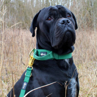 taktisches Nylon Halsband Emerald Green