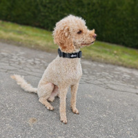 taktisches Nylon Halsband für kleine Hunde Anthracite