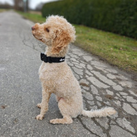 taktisches Nylon Halsband für kleine Hunde Deep Black