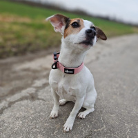 taktisches Nylon Halsband für kleine Hunde Dusty Rose