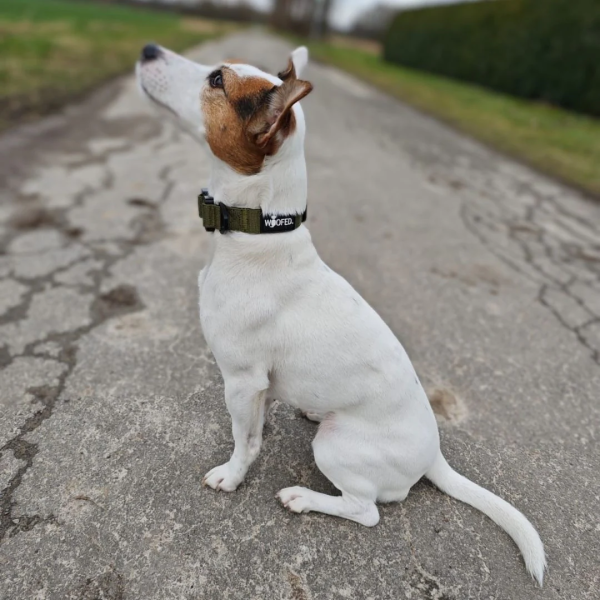 taktisches Nylon Halsband für kleine Hunde Military Olive