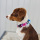 taktisches Nylon Halsband für kleine Hunde Pink Blue Sky