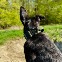 taktisches Nylon Halsband Military Olive