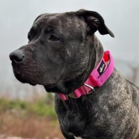 taktisches Nylon Halsband Raspberry