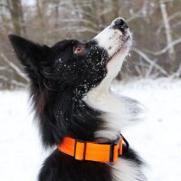 taktisches Nylon Halsband Safety Orange - ultraleicht