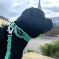 taktisches Nylon Halsband Seafoam