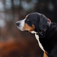 taktisches Nylon Halsband Signal Camo - ultraleicht