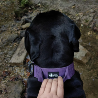 taktisches Nylon Halsband Velvet Purple - ultraleicht