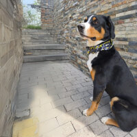 taktisches Nylon Halsband Yellow Camo ultraleicht