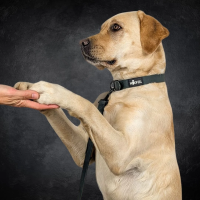 Halsband WOOFLEX® Classic verstellbar Hunting Green