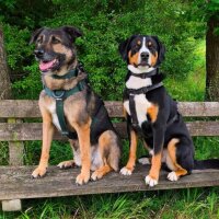 Y-Hundegeschirr 4fach-verstellbar mit Griff und...