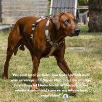 Y-Hundegeschirr 4fach-verstellbar mit Griff und...