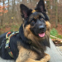 Y-Hundegeschirr 4fach-verstellbar mit Griff und...