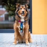 Y-Hundegeschirr 4fach-verstellbar mit Griff und...