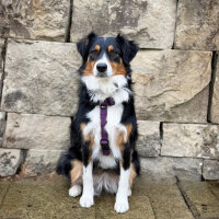 Y-Hundegeschirr 4fach-verstellbar mit Griff und...