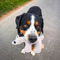 nachhaltiges Hundespielzeug Hund Bruno