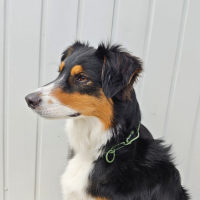 Woofchain Kettenhalsband aus Edelstahl Olive