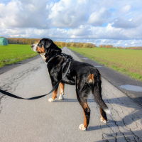 multifunktionale Schleppleine WOOFLEX® Phantom Black