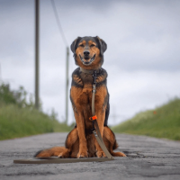 Biothane Umhängeleine - 13mm / 3m