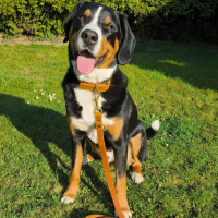 Leder Halsband verstellbar - 25mm / L 40-48cm