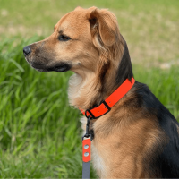 Biothane Halsband verstellbar - 25mm / 2XL 50-58cm