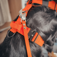 Anschnallgurt Hund - Anschnallgurt mit Froschkarabiner /...