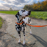 Nylon Retrieverleine verstellbar Safety Orange